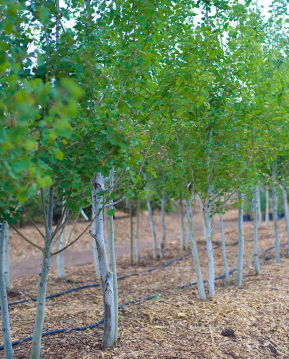 ASPEN HARVESTED QUAKING CreekSide Tree Nursery