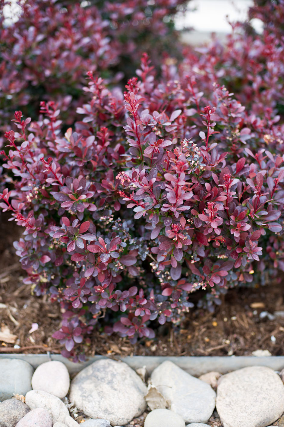 BARBERRY CRIMSON PYGMY For Sale in Boulder Colorado