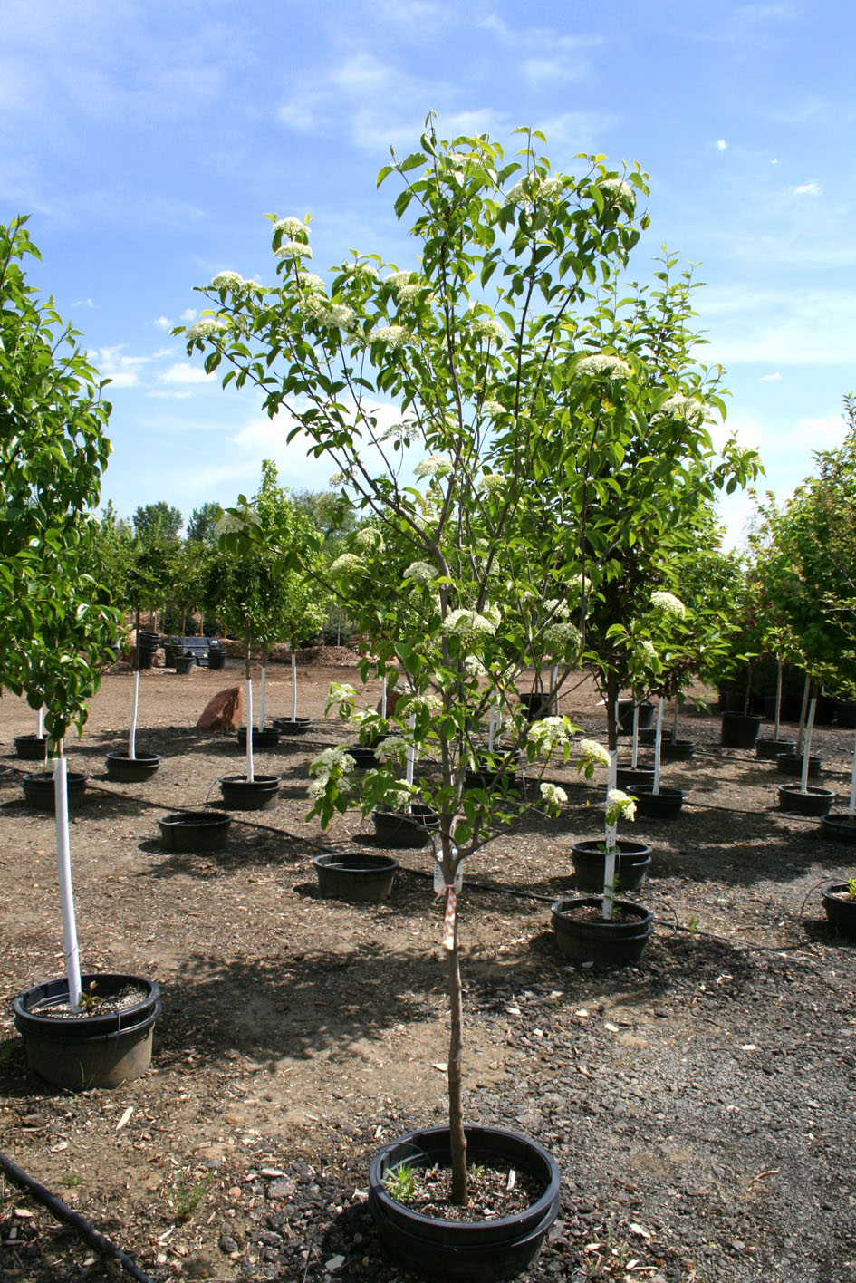 Nannyberry Viburnum (With images) | Viburnum, Plants, Garden