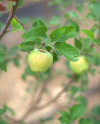 APPLE COLUMNAR GOLDEN SENTINEL
