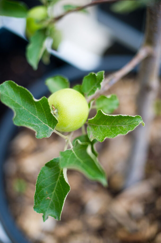 APPLE JONAGOLD For Sale in Boulder Colorado