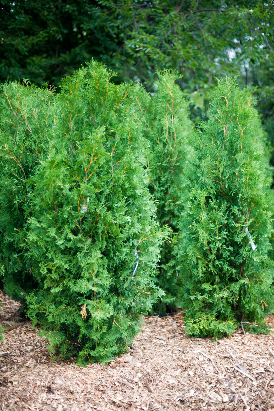 ARBORVITAE BRANDON For Sale in Boulder Colorado