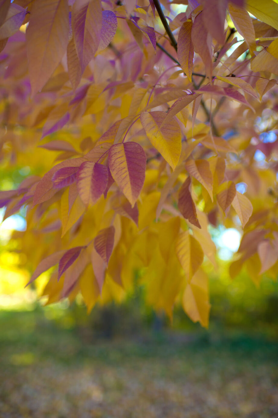 ASH AUTUMN PURPLE