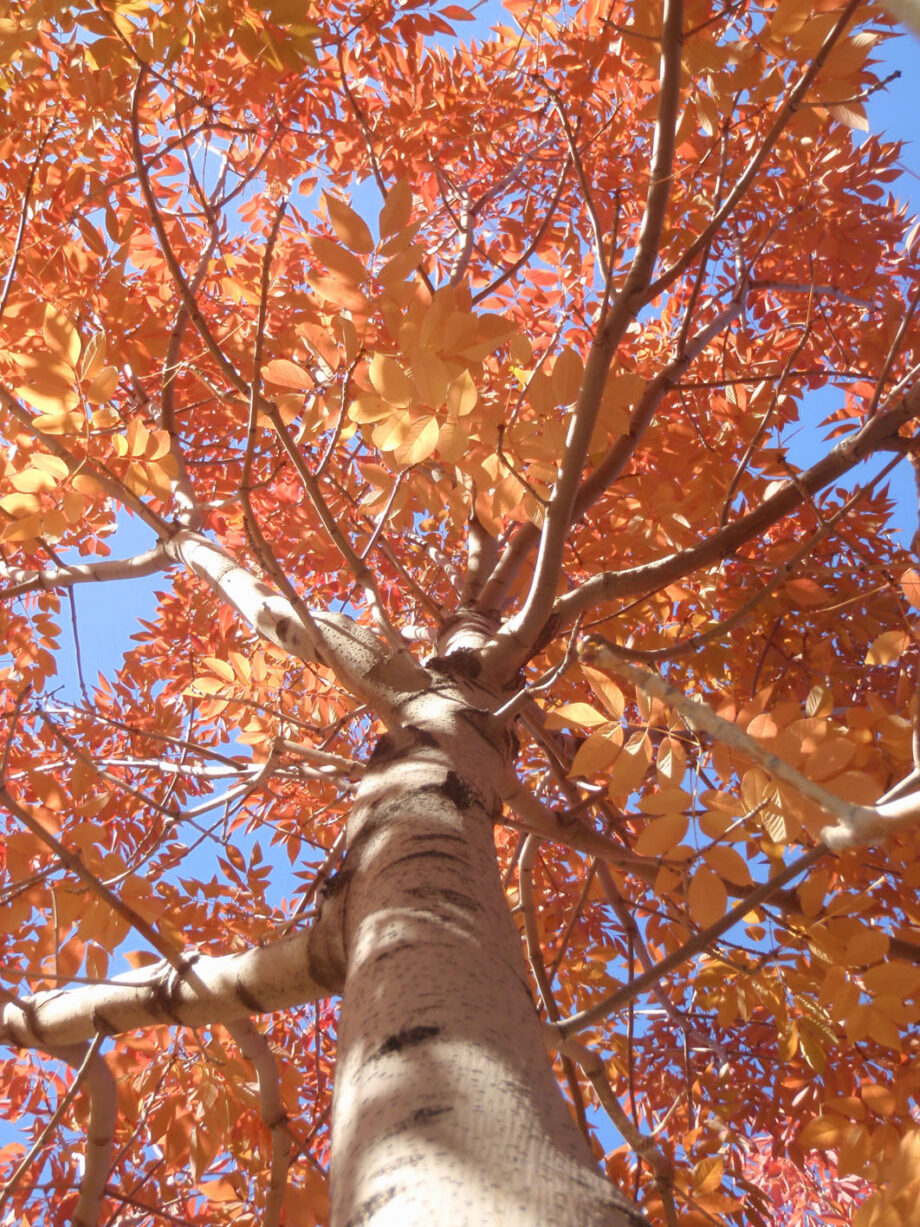 ASH AUTUMN PURPLE