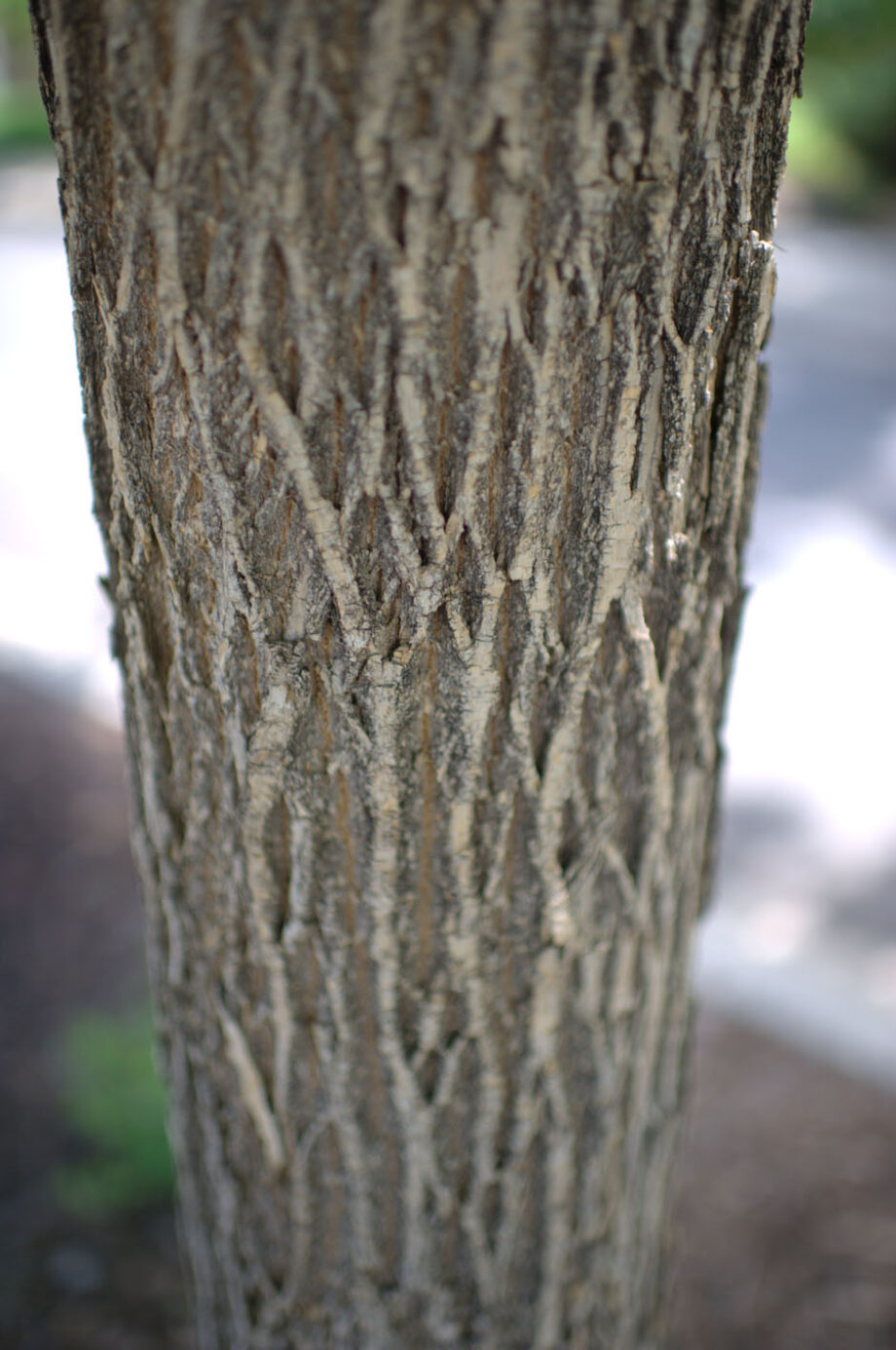 ASH AUTUMN PURPLE
