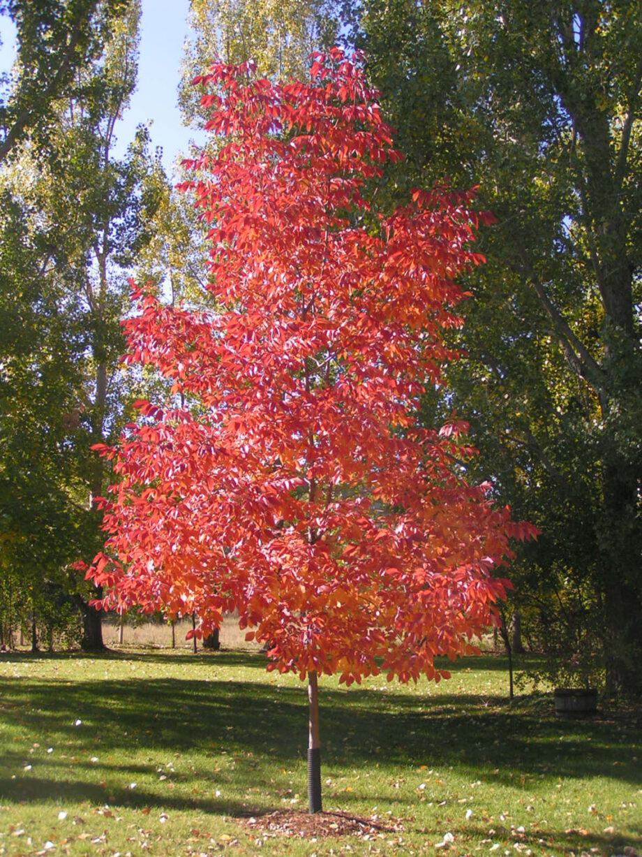 ASH AUTUMN PURPLE