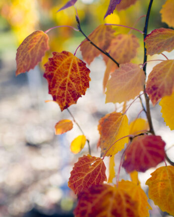 ASPEN SWEDISH COLUMNAR