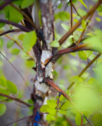 BIRCH SUMMER CASCADE