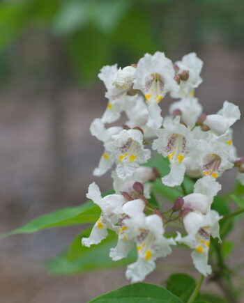 CATALPA GOLDEN AUREA