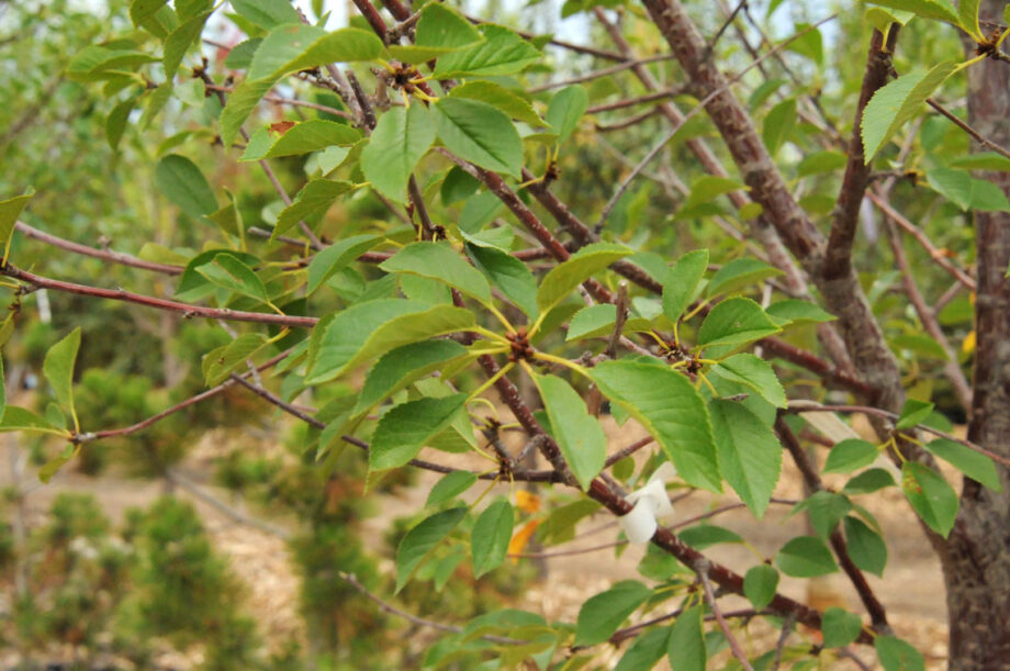 CHERRY MONTMORENCY