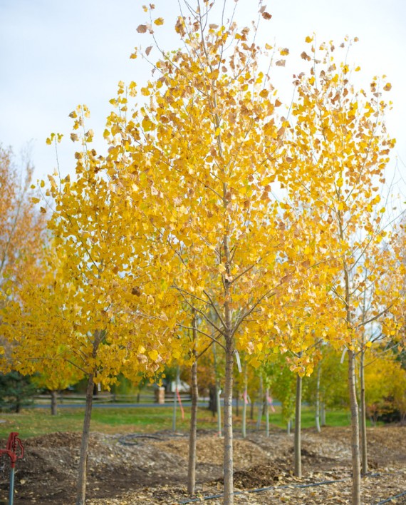 COTTONWOOD NARROWLEAF CreekSide Tree Nursery