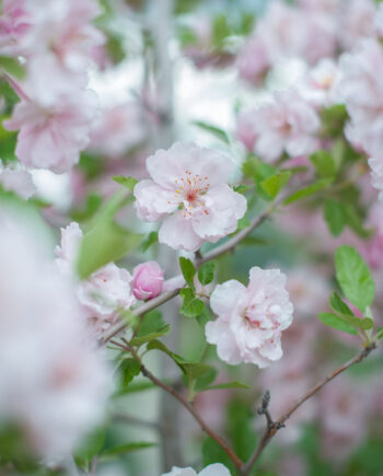 CRABAPPLE BRANDYWINE
