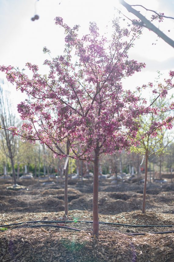 CRABAPPLE RADIANT