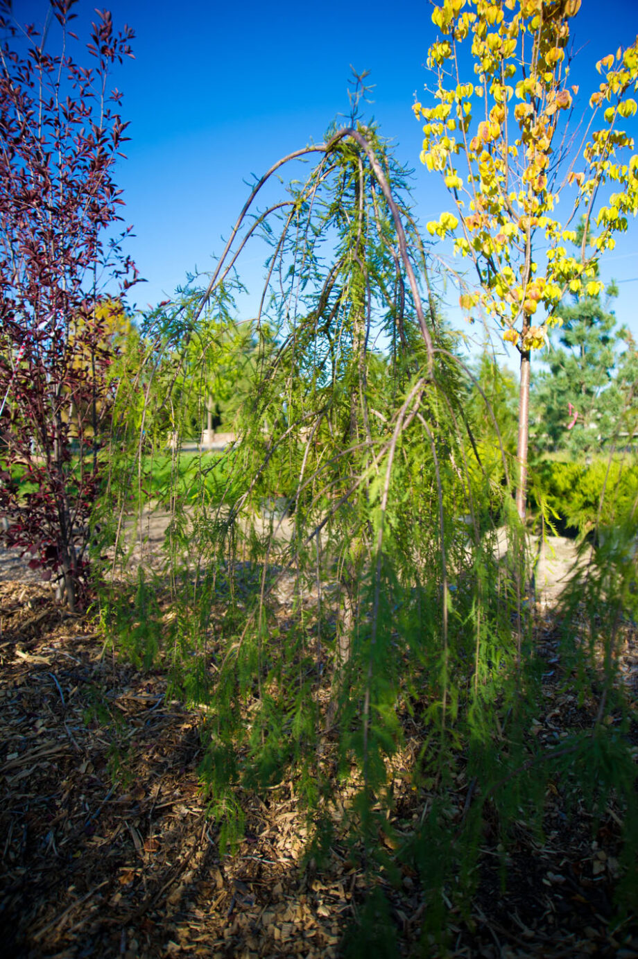 CYPRESS WEEPING CASCADE FALLS