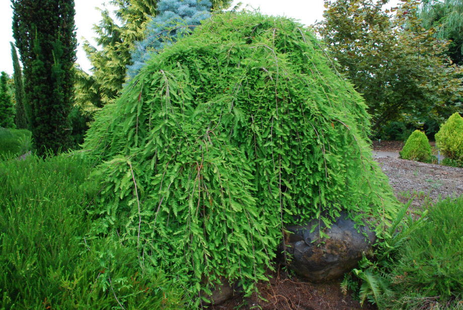 CYPRESS WEEPING CASCADE FALLS