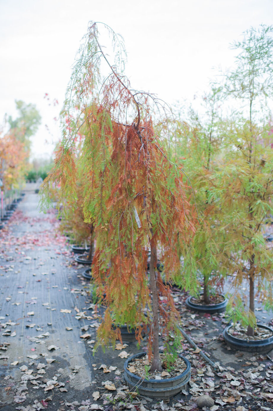 CYPRESS WEEPING CASCADE FALLS