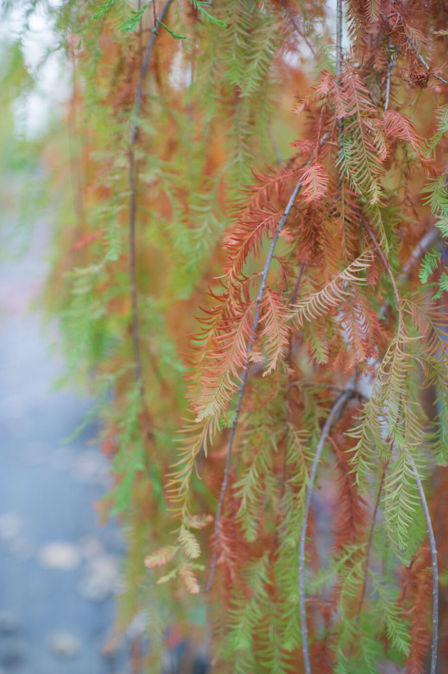 CYPRESS WEEPING CASCADE FALLS