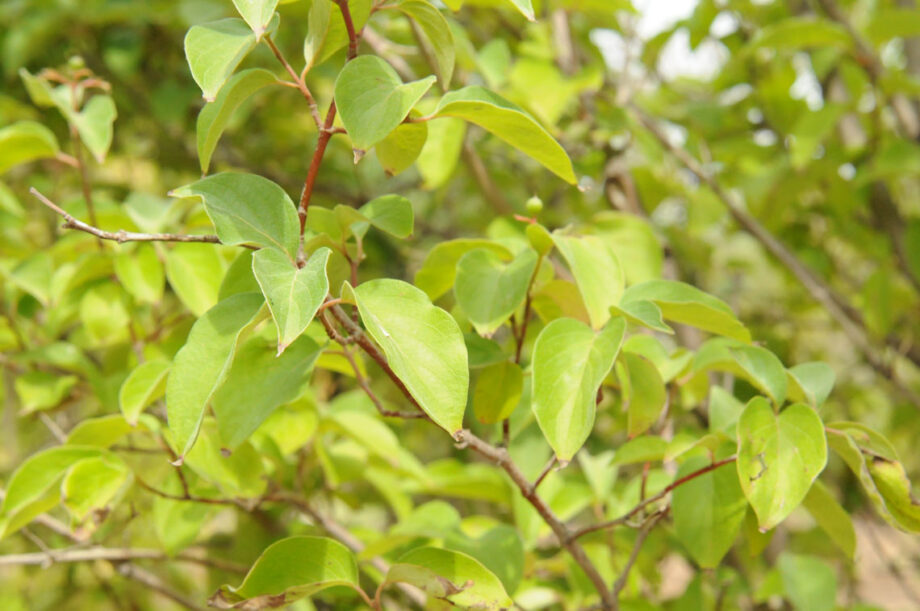 DOGWOOD GREY