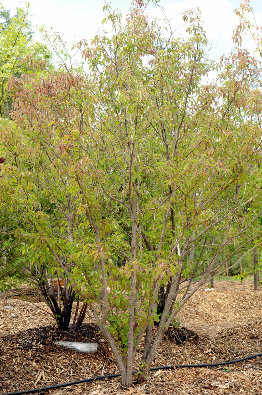 DOGWOOD GREY