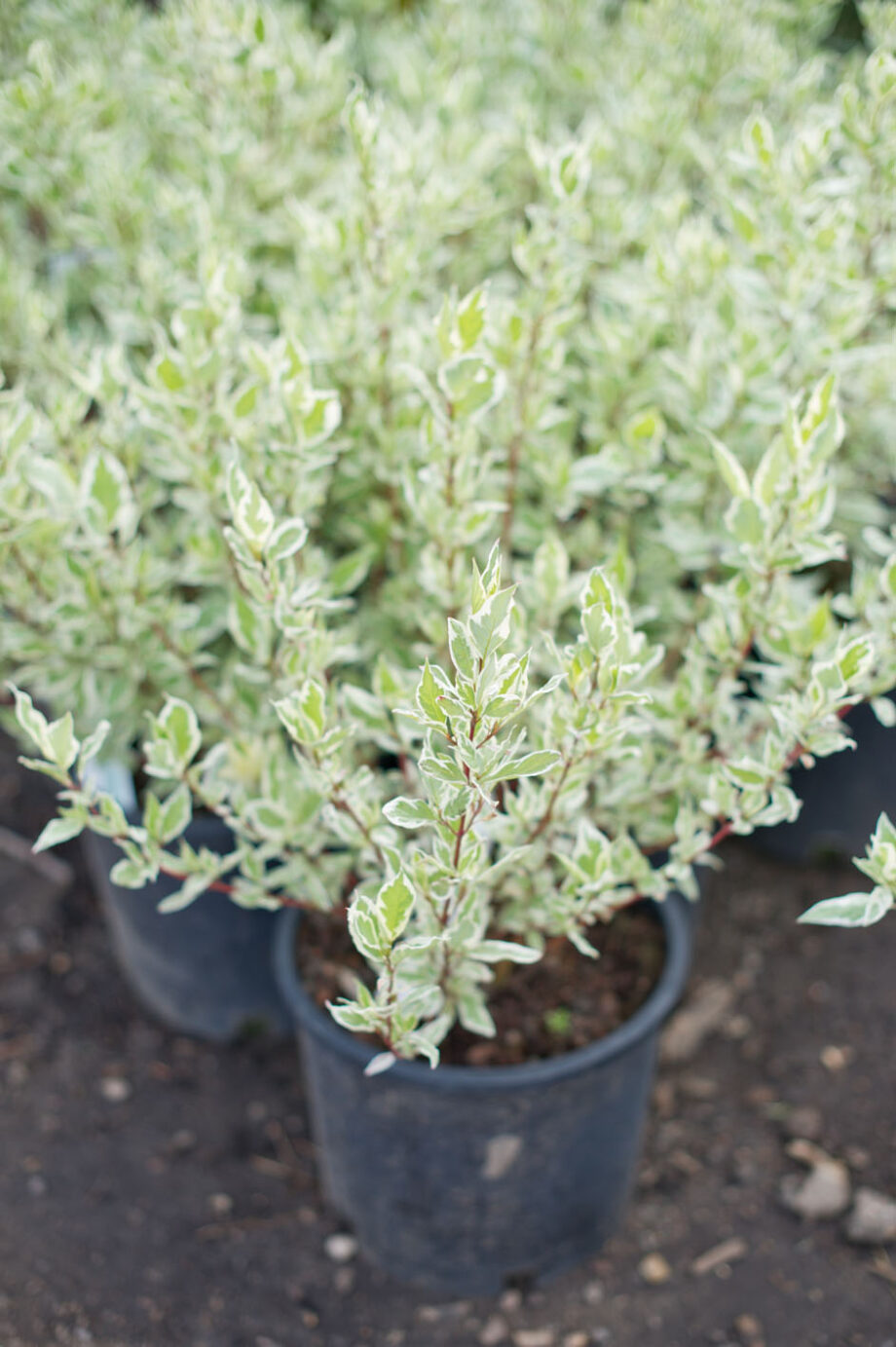 DOGWOOD IVORY HALO REDTWIG
