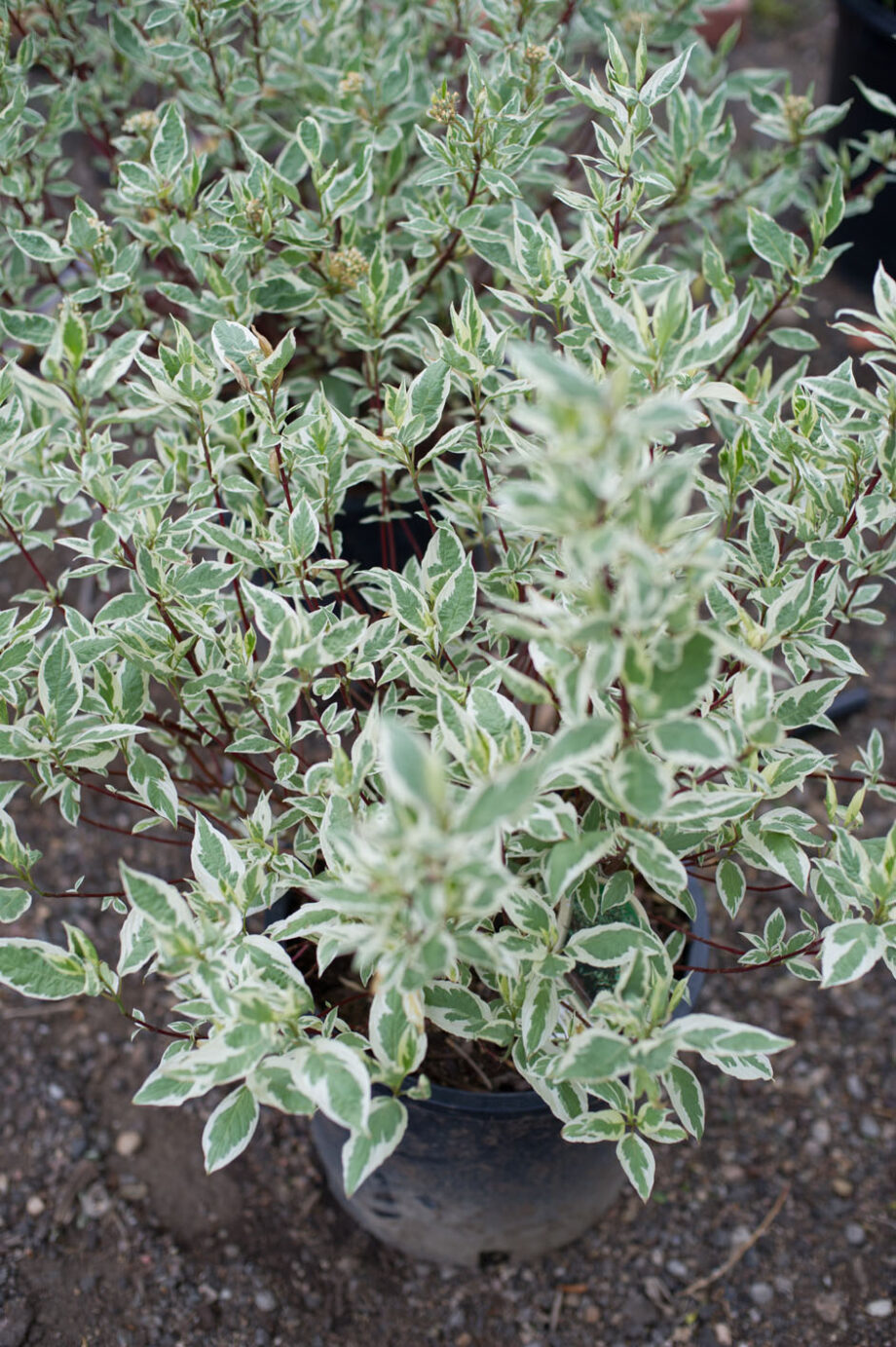 DOGWOOD IVORY HALO REDTWIG