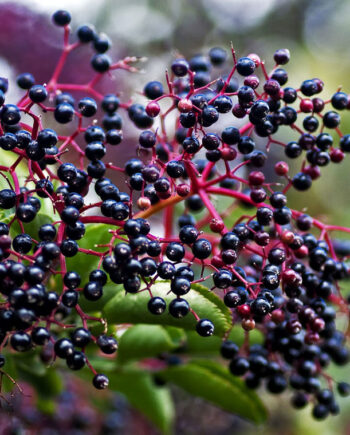 ELDERBERRY YORK