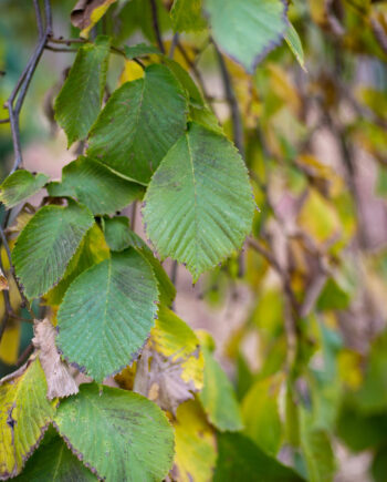 ELM CAMPERDOWN WEEPING