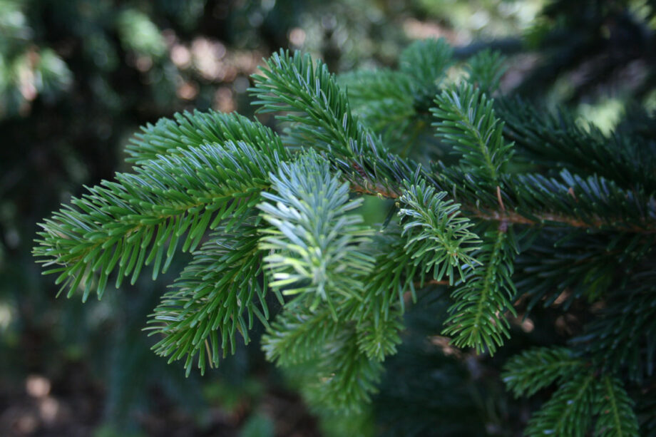 FIR KOREAN