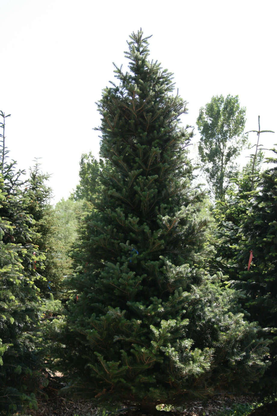 FIR KOREAN