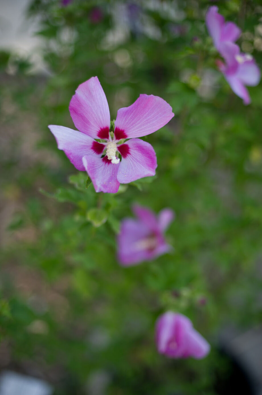 HIBISCUS APHRODITE - ROSE OF SHARON