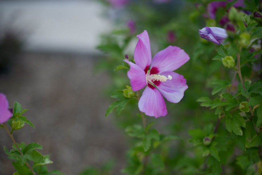 HIBISCUS APHRODITE - ROSE OF SHARON