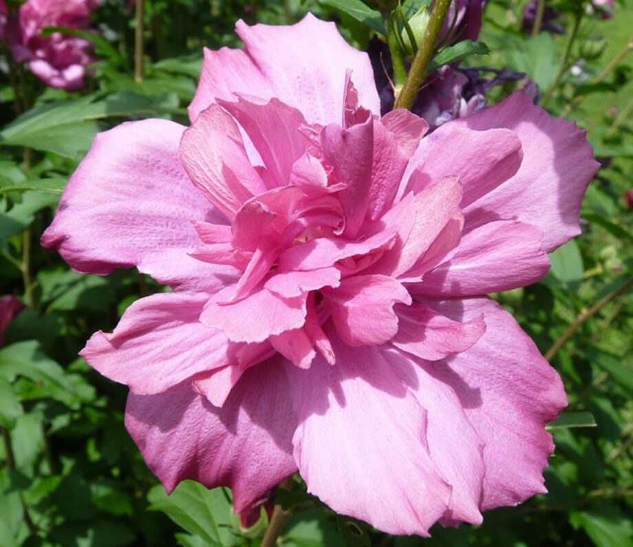 HIBISCUS ARDEN BLUE - ROSE OF SHARO