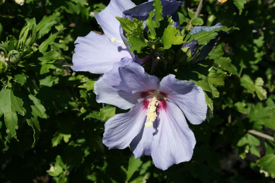HIBISCUS BLUE SATIN - ROSE OF SHARO