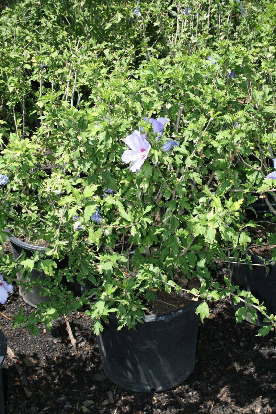 HIBISCUS BLUE SATIN - ROSE OF SHARO
