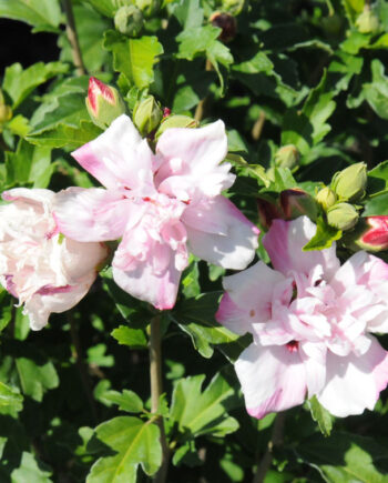 HIBISCUS BLUSHING BRIDE - ROSE OF S