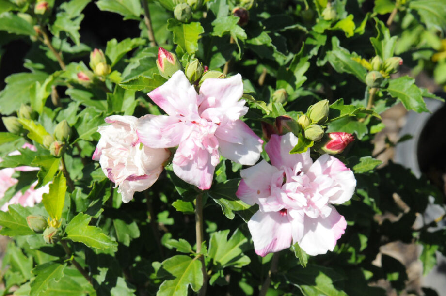 HIBISCUS BLUSHING BRIDE - ROSE OF S