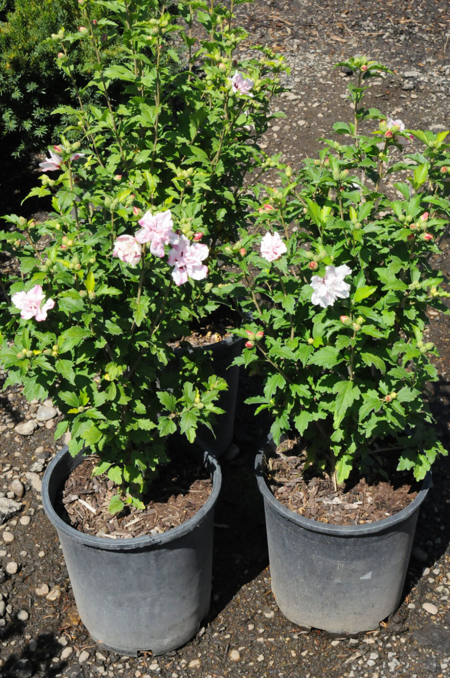 HIBISCUS BLUSHING BRIDE - ROSE OF S