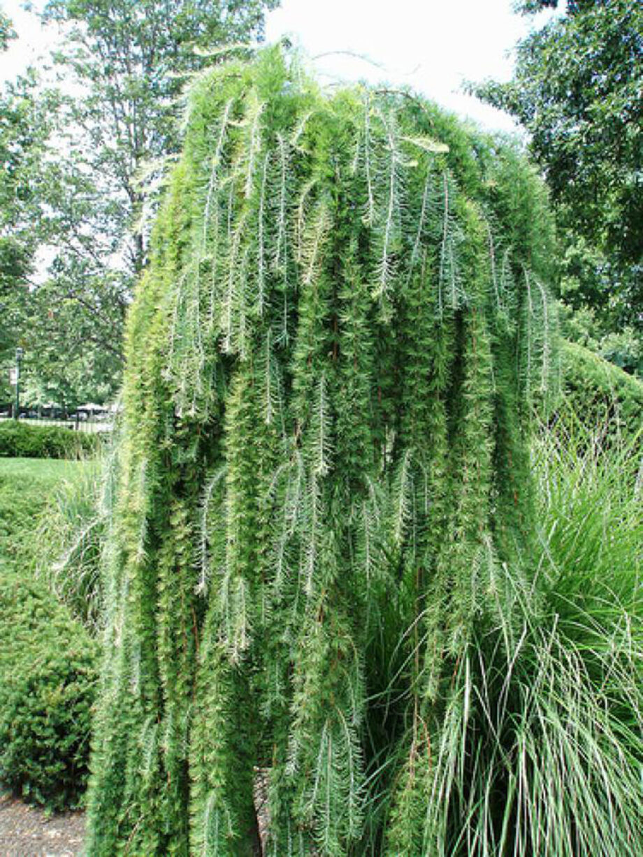 LARCH WEEPING