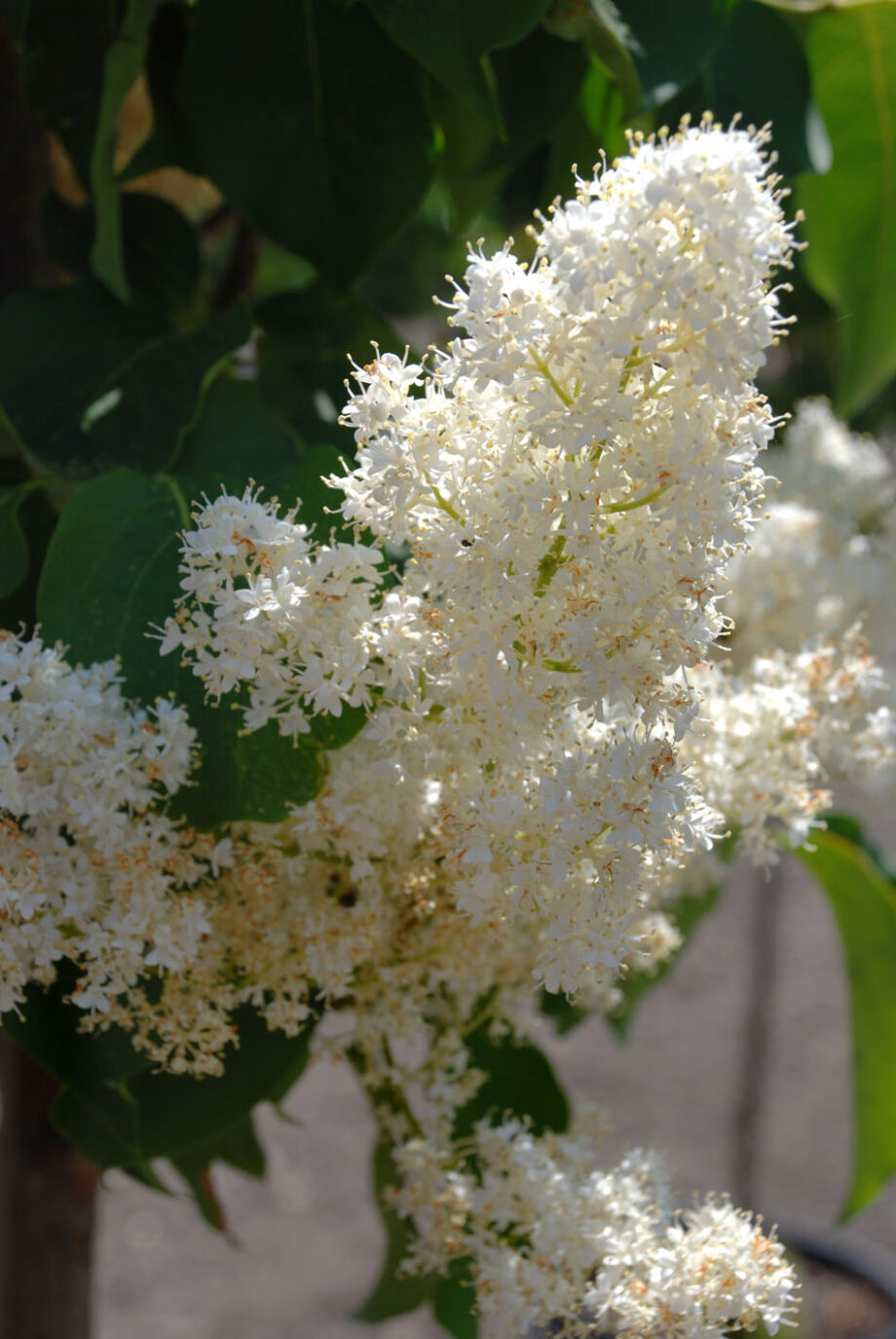 LILAC TREE IVORY SILK JAPANESE