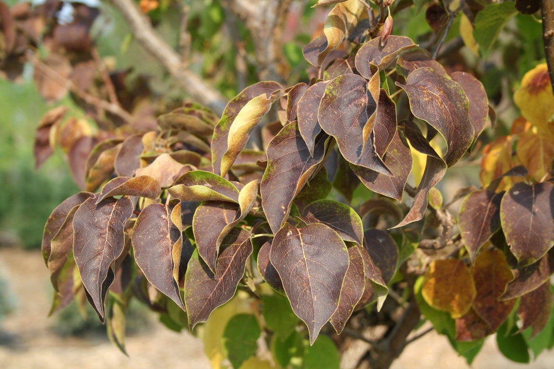 LILAC TREE IVORY SILK JAPANESE