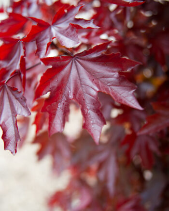 MAPLE CRIMSON SENTRY NORWAY