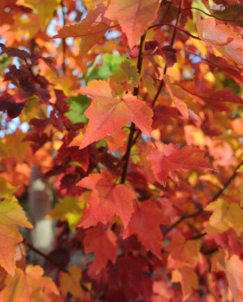MAPLE OCTOBER GLORY RED