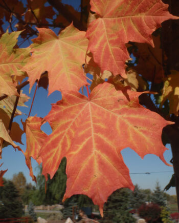 MAPLE PACIFIC SUNSET