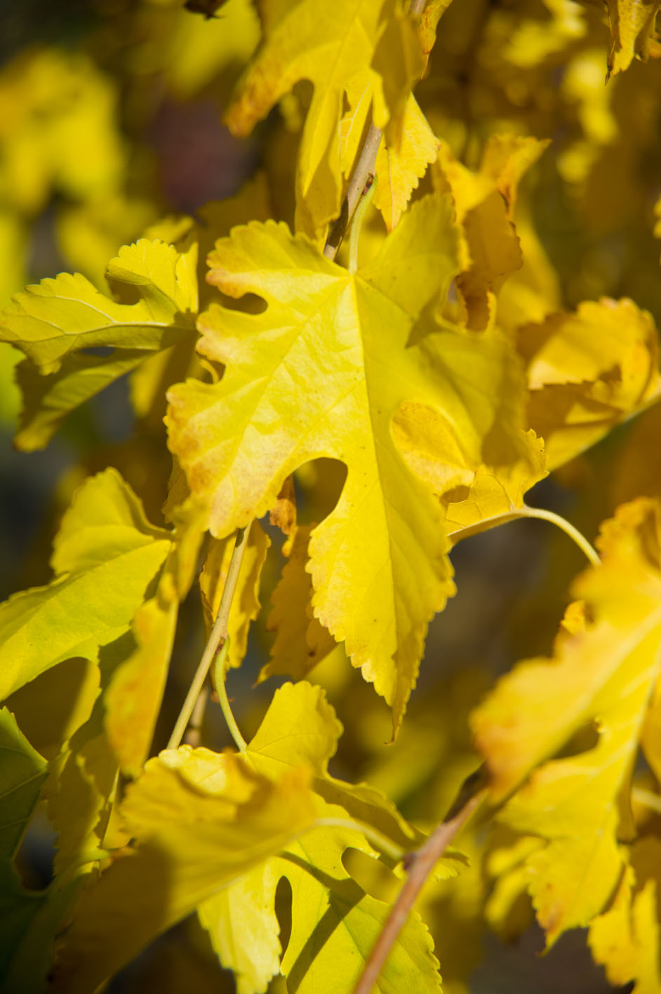 MULBERRY WEEPING For Sale in Boulder Colorado