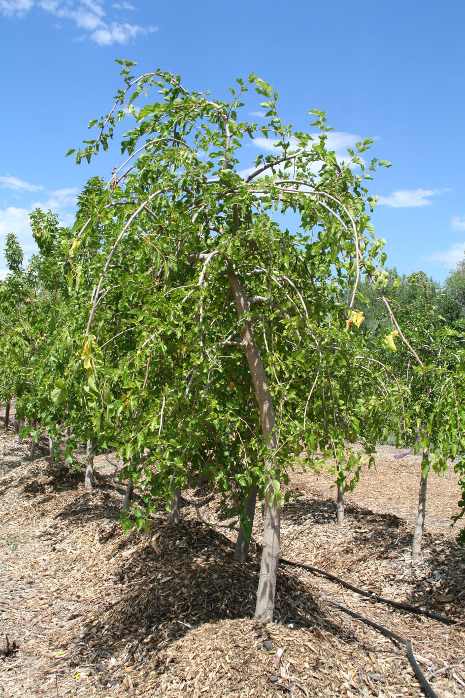 MULBERRY WEEPING For Sale in Boulder Colorado