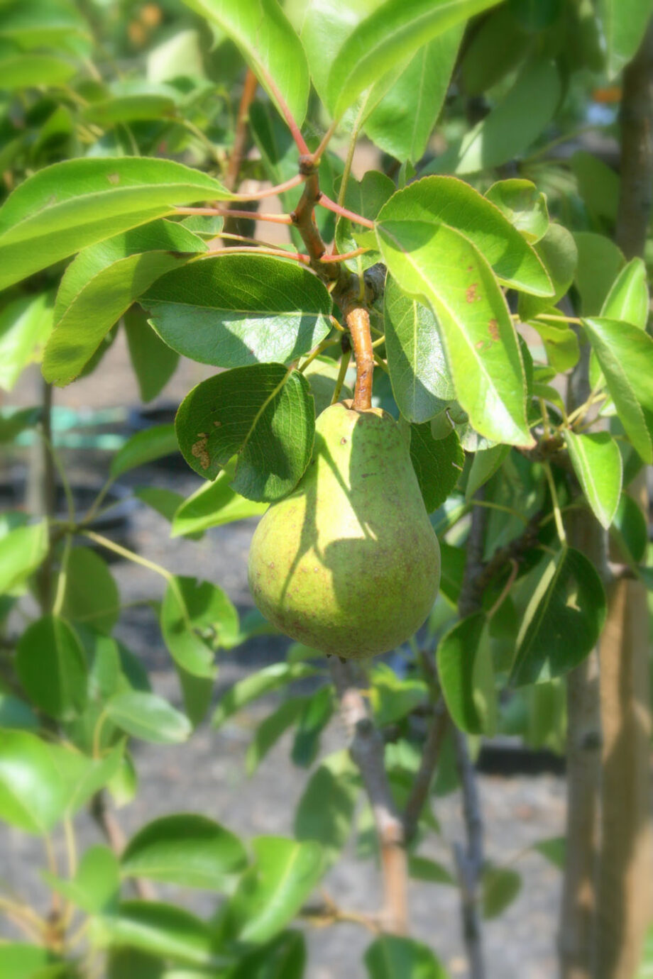 PEAR BARTLETT