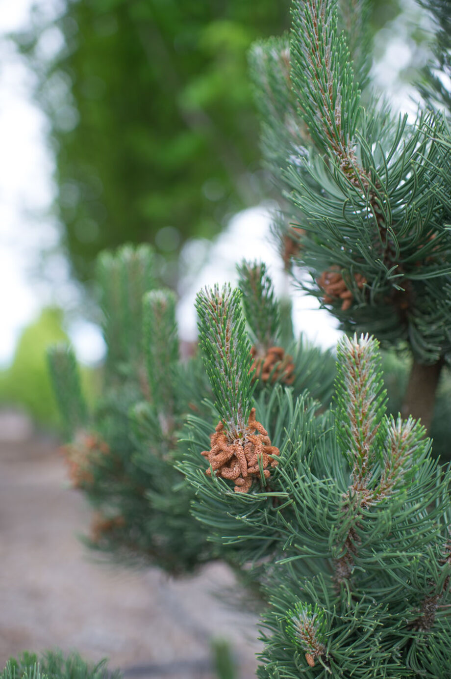 PINE OREGON GREEN