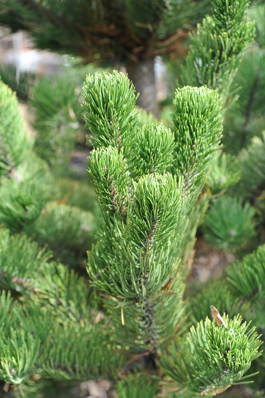PINE OREGON GREEN