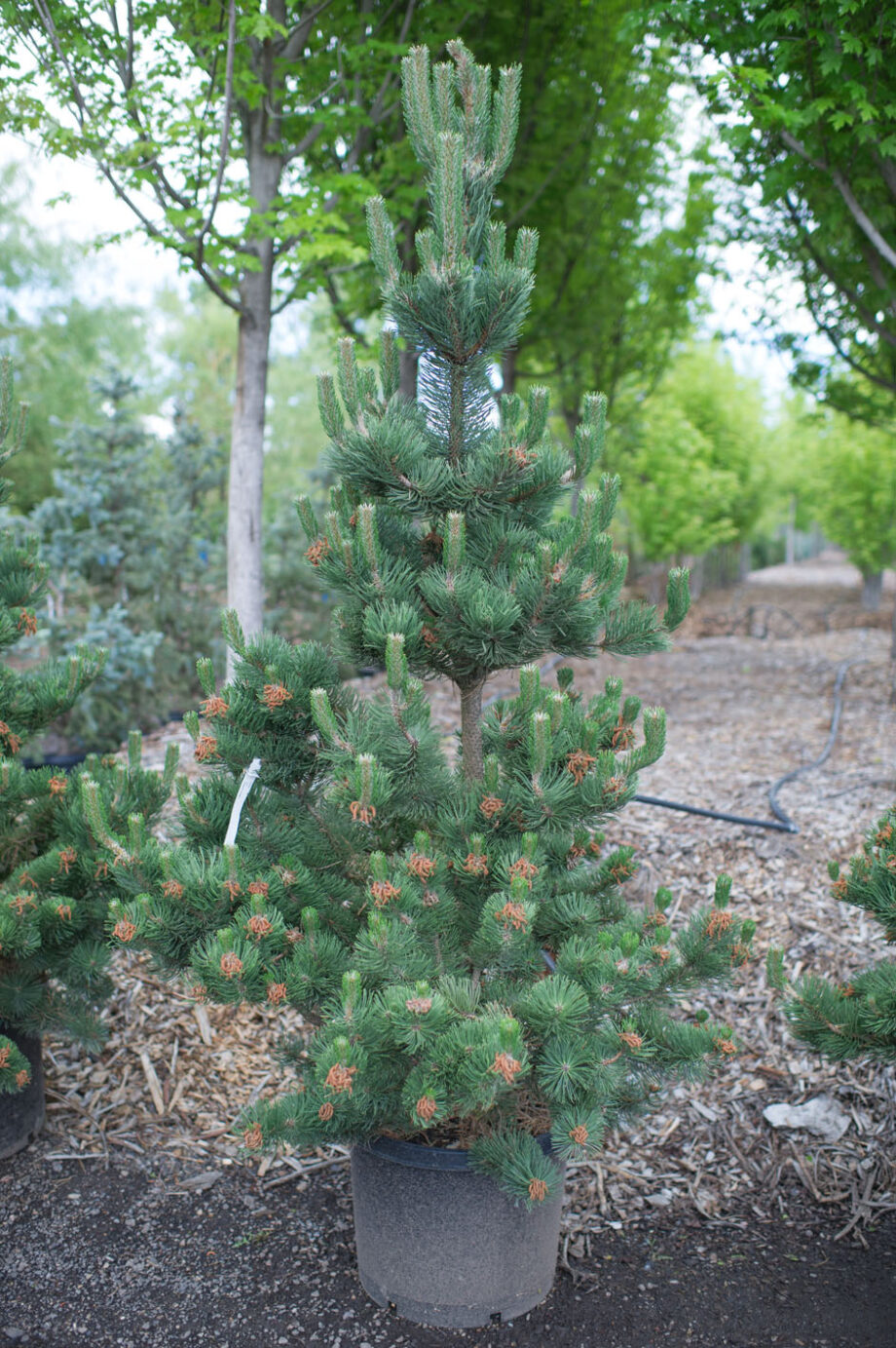 PINE OREGON GREEN