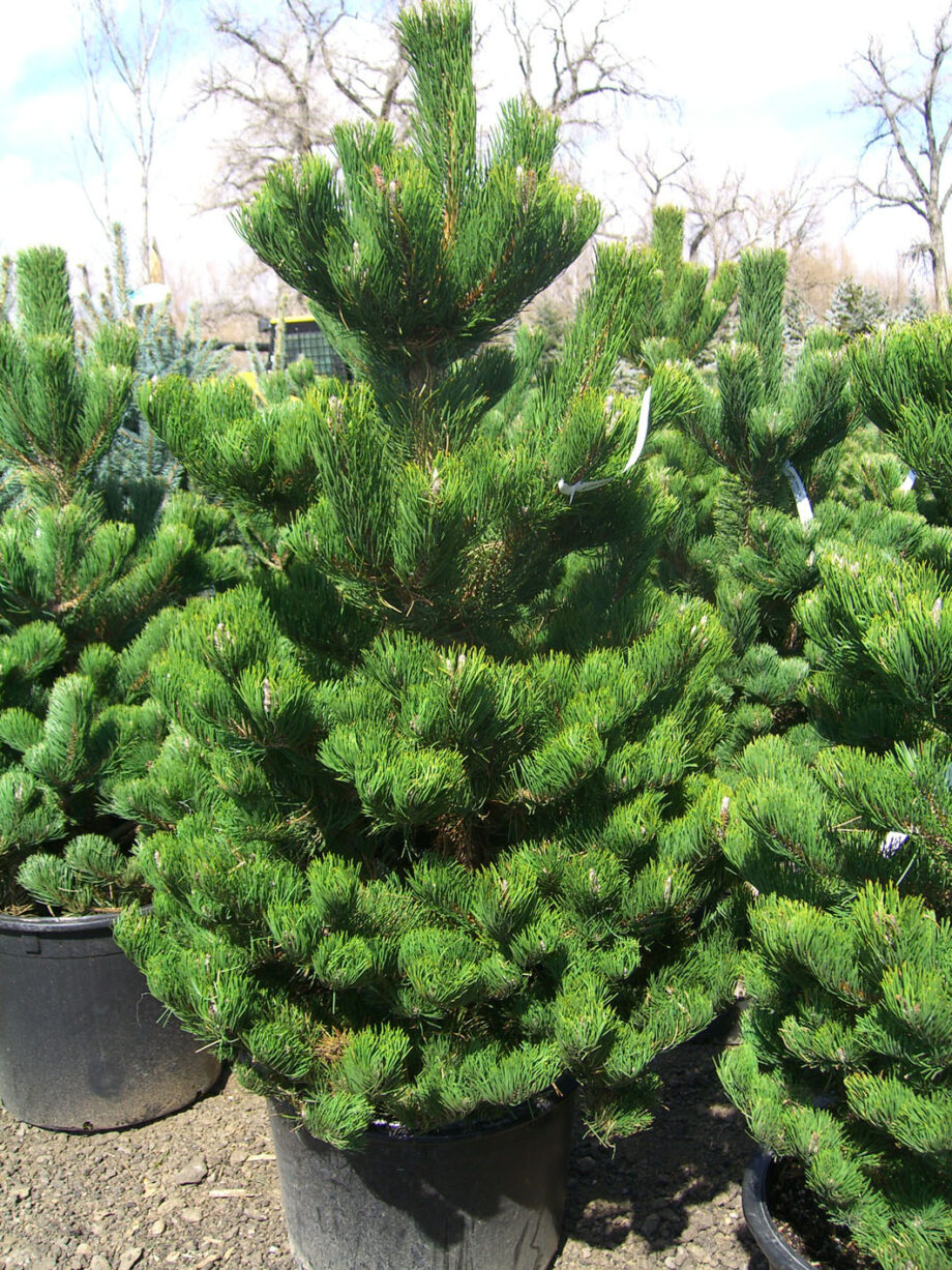 PINE OREGON GREEN